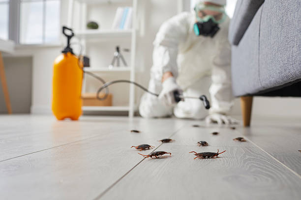 Post-Treatment Bed Bug Interceptor Monitoring in Hillcrest Heights